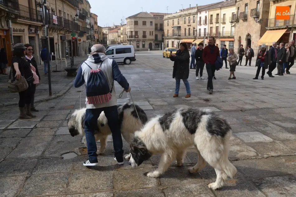 Foto 3 - Mir&oacute;briga albergar&aacute; la XL Monogr&aacute;fica del Mast&iacute;n del Pirineo, que ha sufrido bajas por el...