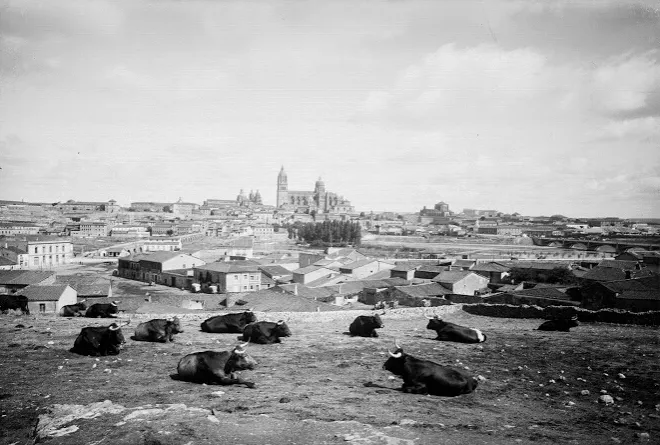 Foto 2 - El Teso de la Feria, antiguo escaparate ganadero