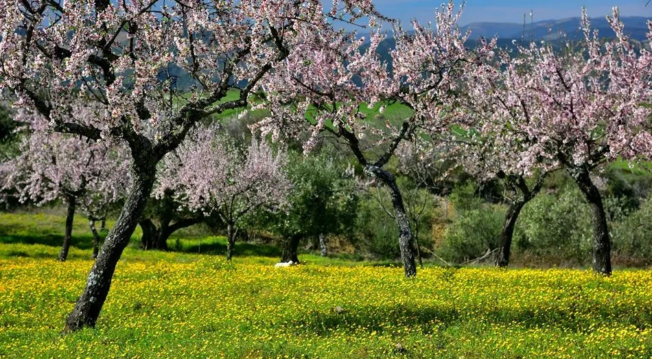 Impresionismo espontáneo