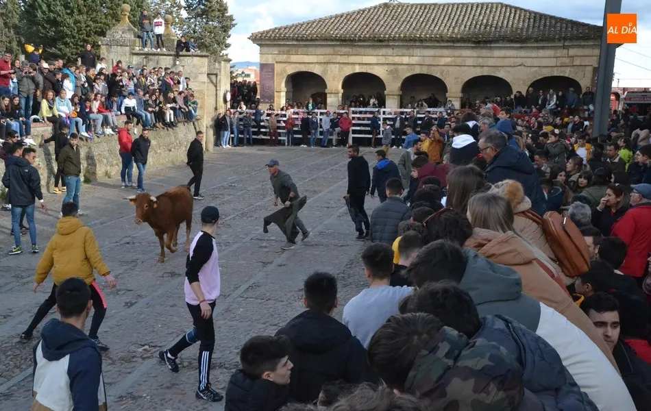 El Domingo de Piñata recupera con gran éxito de público la capea de vaquillas  