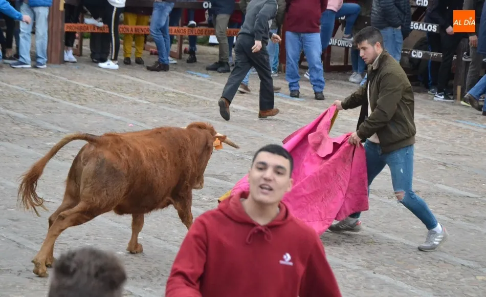 Foto 4 - El Domingo de Pi&ntilde;ata recupera con gran &eacute;xito de p&uacute;blico la capea de vaquillas  