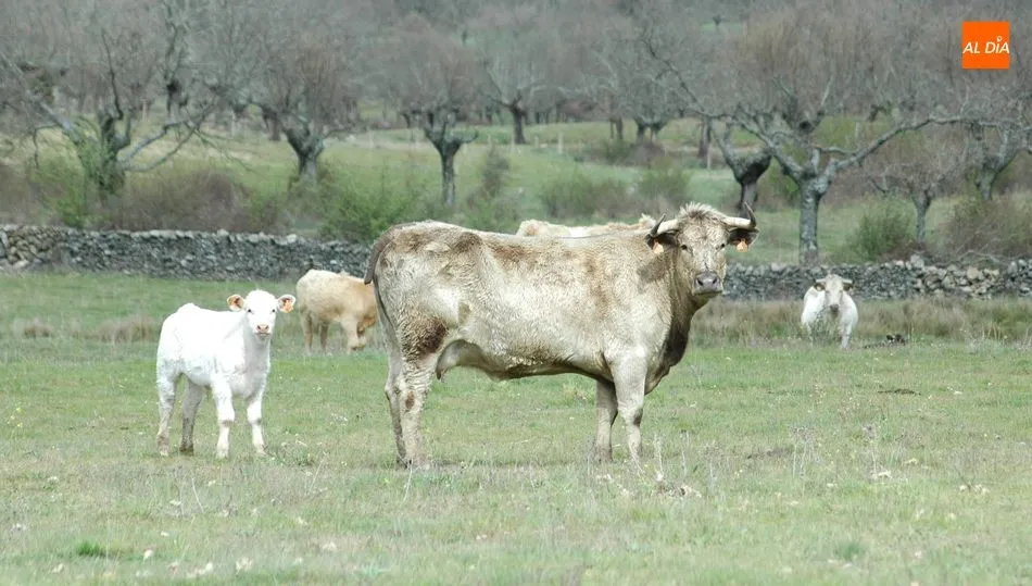 El contenido número de animales para vida hizo que se acordase una nueva subida en el vacuno / CORRAL
