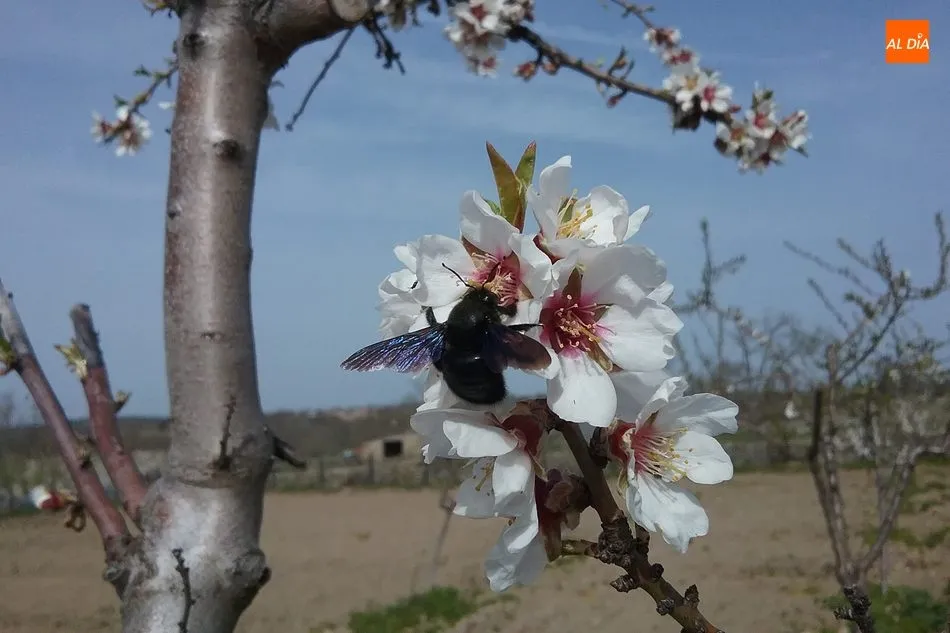 Foto 3 - En los albores de la primavera