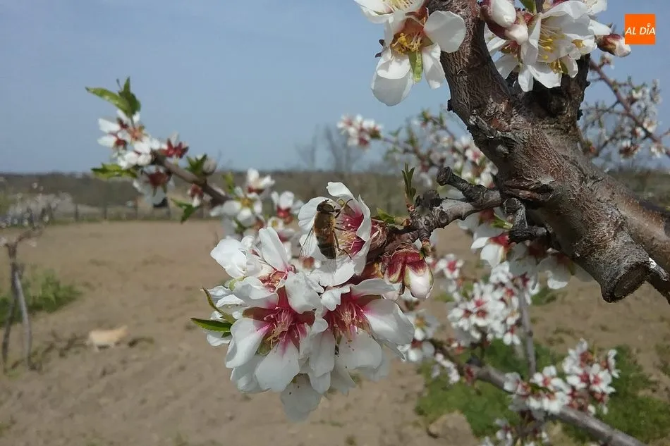 Foto 2 - En los albores de la primavera