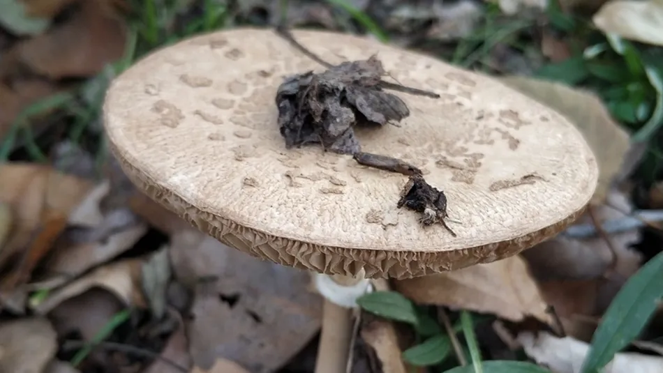 Santiz, Palacios del Arzobispo y Valdelosa regularán la recogida de setas  