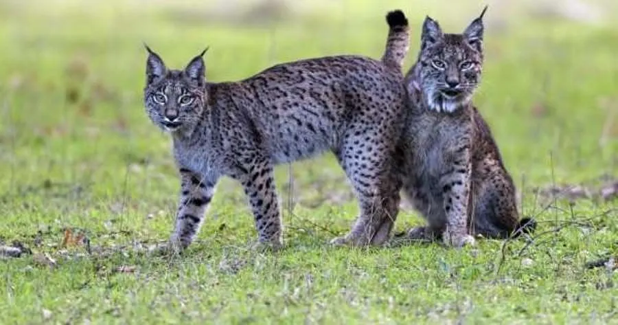 Una de las escenas del documental Dehesa, el bosque del lince ibérico
