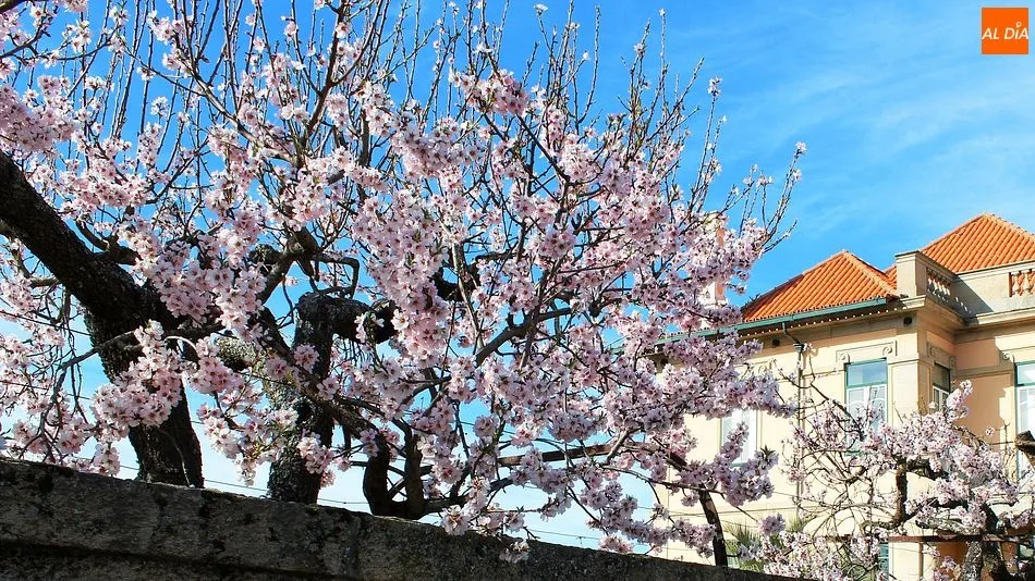 Almendros florecidos en la localidad de Almendra (Vila Nova de Foz Côa)/ MARTÍN-GARAY