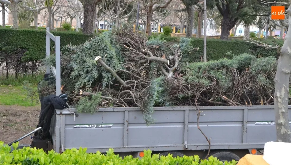 Foto 7 - Retirado un tramo de arbustos del Parque de La Glorieta  
