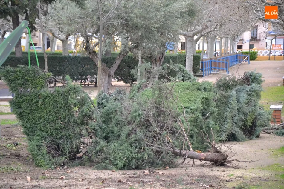 Foto 4 - Retirado un tramo de arbustos del Parque de La Glorieta  