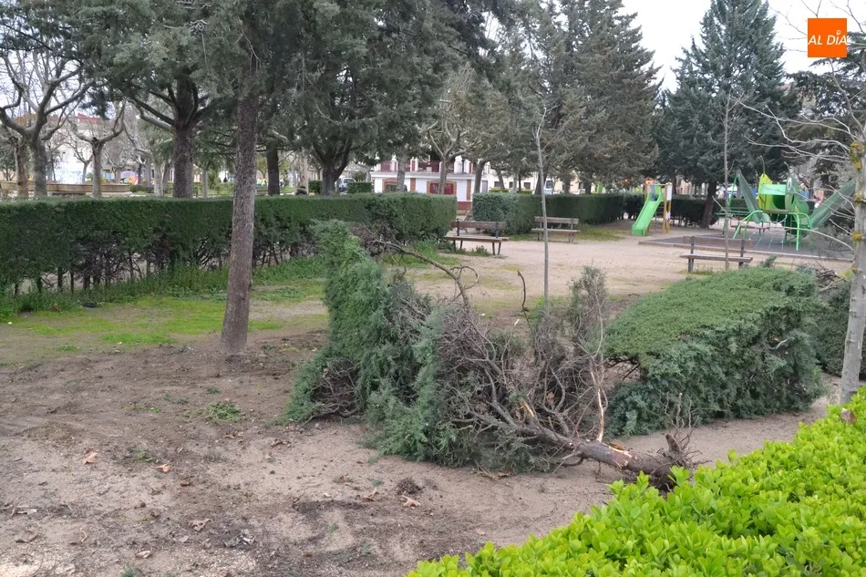 Foto 5 - Retirado un tramo de arbustos del Parque de La Glorieta  