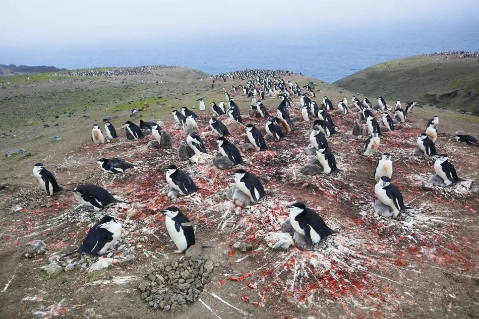 Las pingüineras, uno de los grandes espectáculos de la Isla Decepción