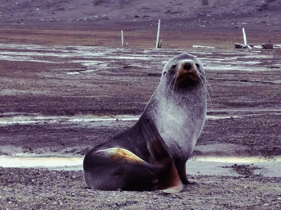 Foto 3 - La campa&ntilde;a ant&aacute;rtica, en cifras&nbsp;&nbsp;&nbsp;  