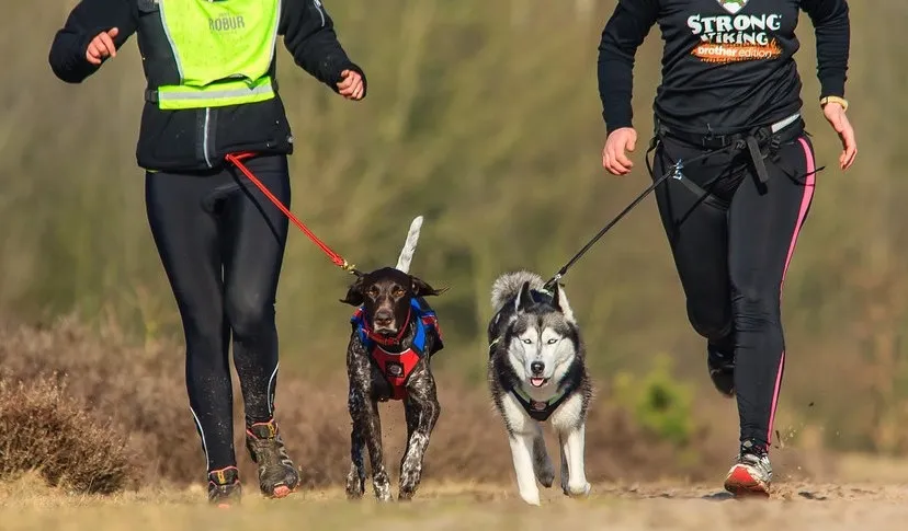 Castellanos de Moriscos acogerá el I Canicross ‘Hocico Veloz’