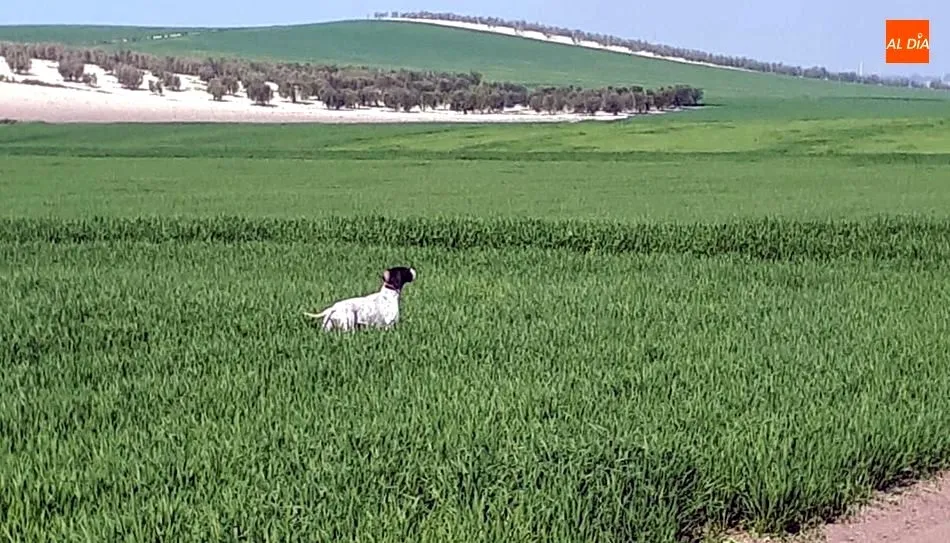 La cinofilia italiana suspende el Derby Nacuional de Italia por la incidencia del coronavirus / ANTONIO VICENTE