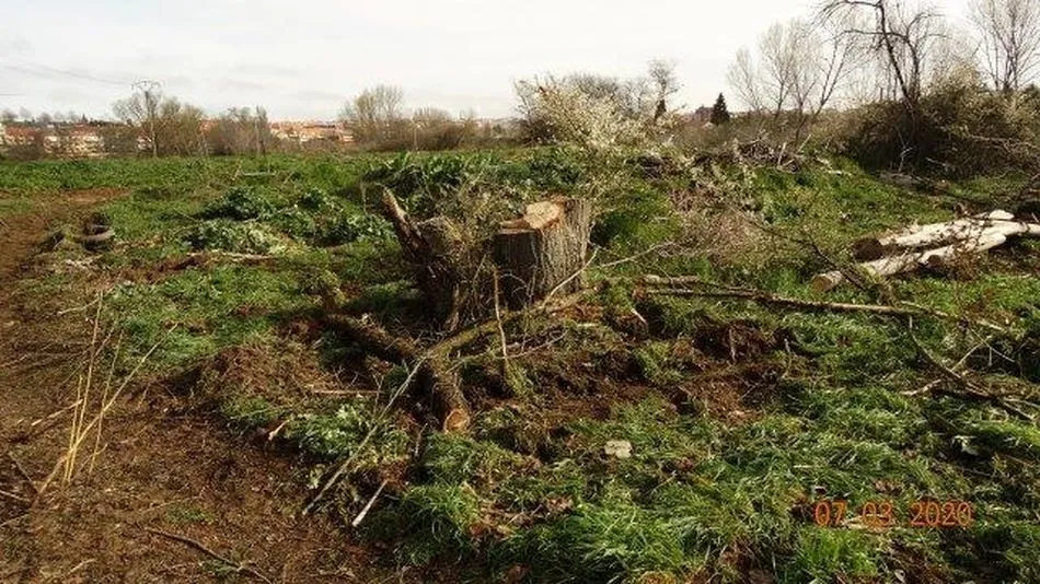 Foto 4 - Denuncian otra tala en la ribera del Tormes  