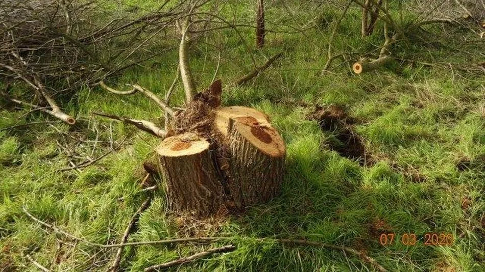 Denuncian otra tala en la ribera del Tormes  