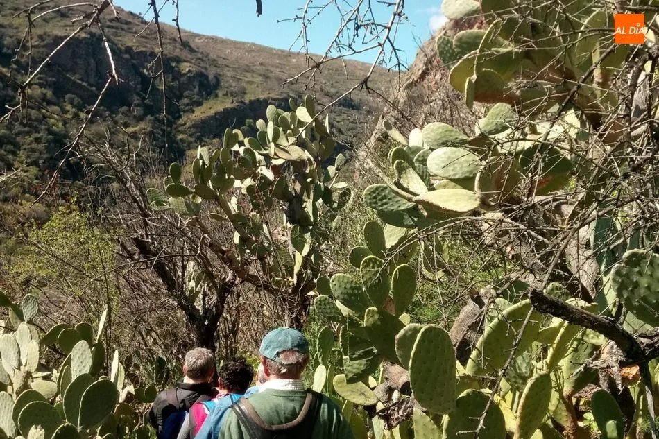 Foto 11 - Cerca de 200 senderistas toman la salida en Sobradillo en busca del &lsquo;buraco&rsquo;  