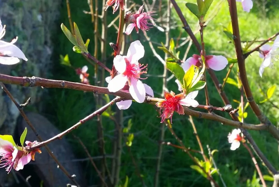 La primavera se asoma en Bogajo