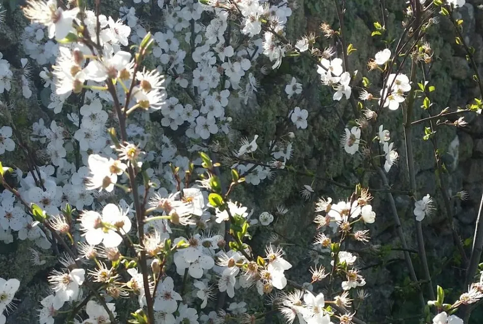 Foto 2 - La primavera se asoma en Bogajo