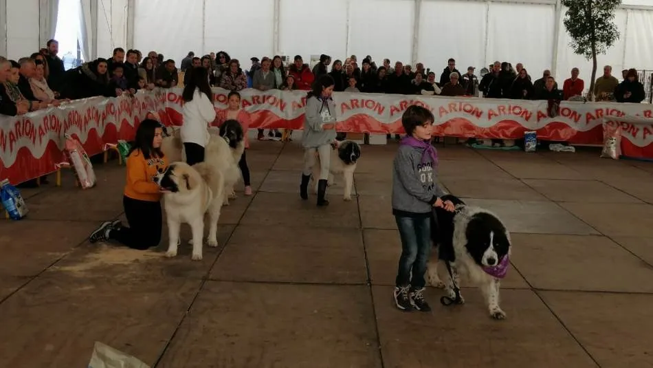 Los mirobrigenses quedan admirados por la belleza del Mastín del Pirineo  