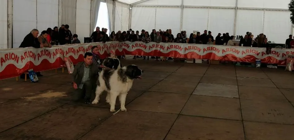 Foto 8 - Los mirobrigenses quedan admirados por la belleza del Mast&iacute;n del Pirineo  
