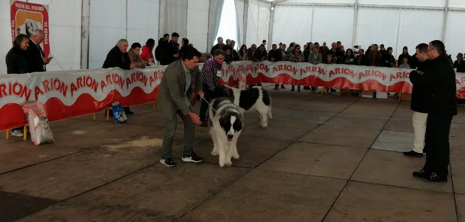 Foto 6 - Los mirobrigenses quedan admirados por la belleza del Mast&iacute;n del Pirineo  