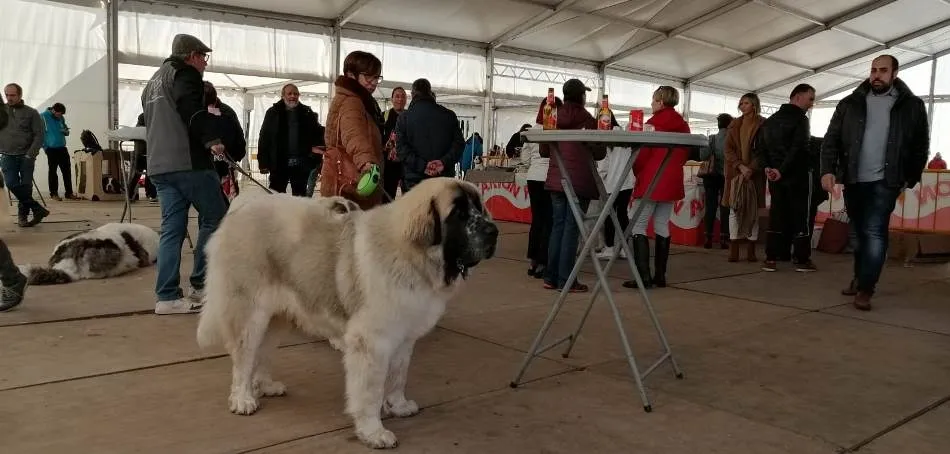 Foto 4 - Los mirobrigenses quedan admirados por la belleza del Mast&iacute;n del Pirineo  
