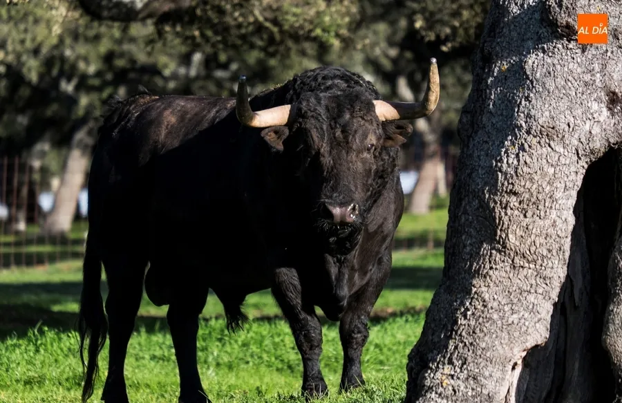 Foto 11 - Juan Luis Fraile y Mar&iacute;a Casc&oacute;n:&nbsp;pasi&oacute;n por el toro