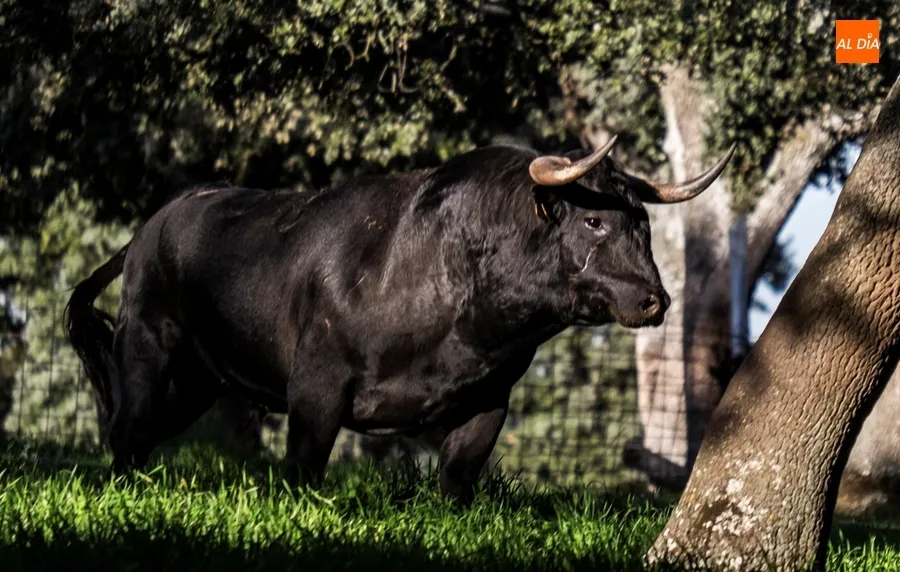 Foto 10 - Juan Luis Fraile y Mar&iacute;a Casc&oacute;n:&nbsp;pasi&oacute;n por el toro