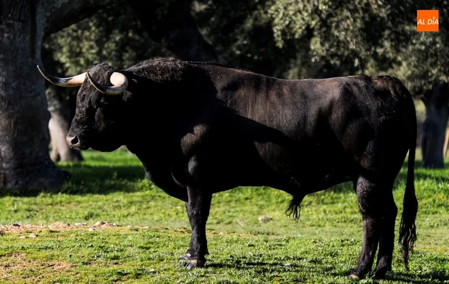 Foto 9 - Juan Luis Fraile y Mar&iacute;a Casc&oacute;n:&nbsp;pasi&oacute;n por el toro