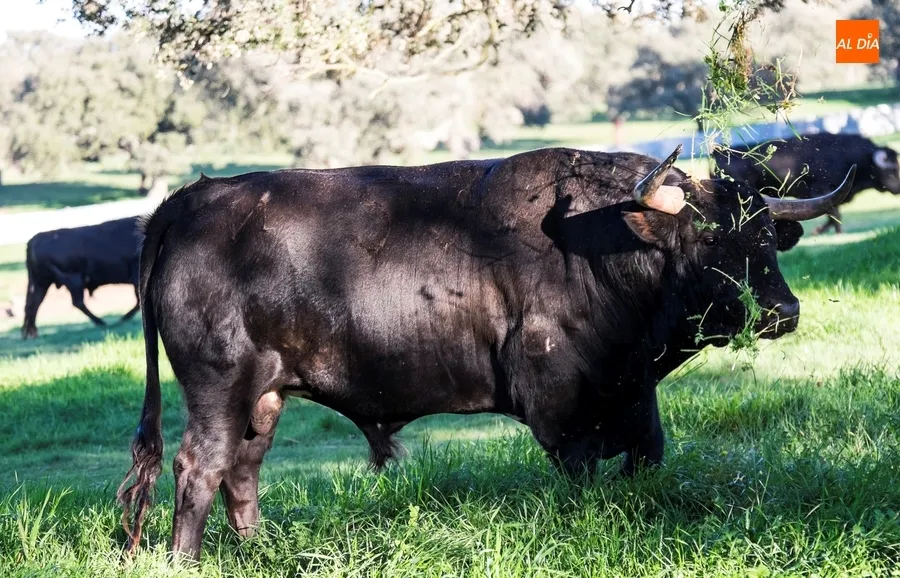 Foto 8 - Juan Luis Fraile y Mar&iacute;a Casc&oacute;n:&nbsp;pasi&oacute;n por el toro