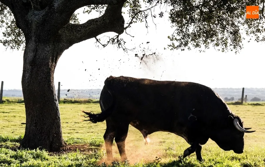Foto 7 - Juan Luis Fraile y Mar&iacute;a Casc&oacute;n:&nbsp;pasi&oacute;n por el toro
