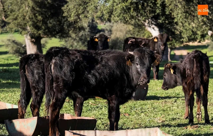 Foto 6 - Juan Luis Fraile y Mar&iacute;a Casc&oacute;n:&nbsp;pasi&oacute;n por el toro