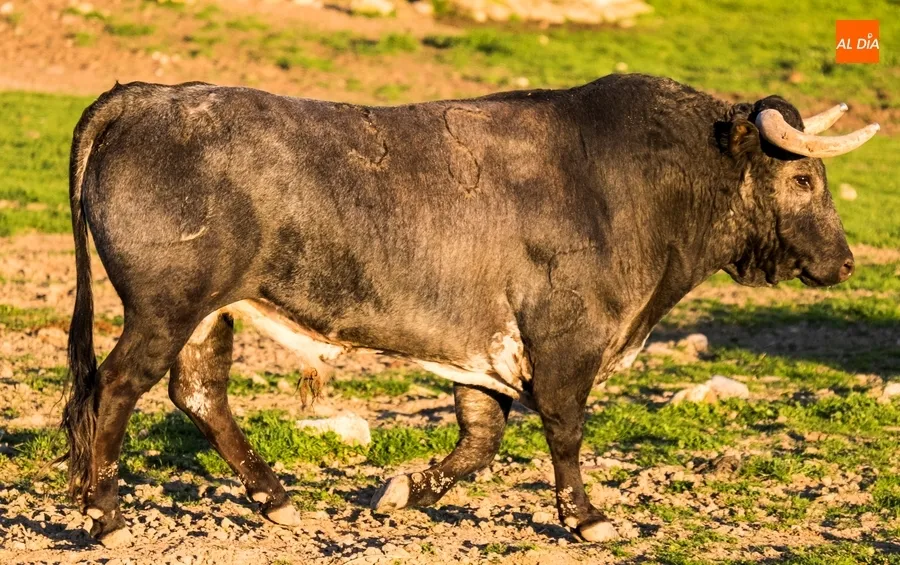 Foto 4 - Juan Luis Fraile y Mar&iacute;a Casc&oacute;n:&nbsp;pasi&oacute;n por el toro