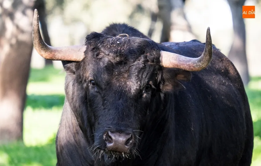Foto 3 - Juan Luis Fraile y Mar&iacute;a Casc&oacute;n:&nbsp;pasi&oacute;n por el toro