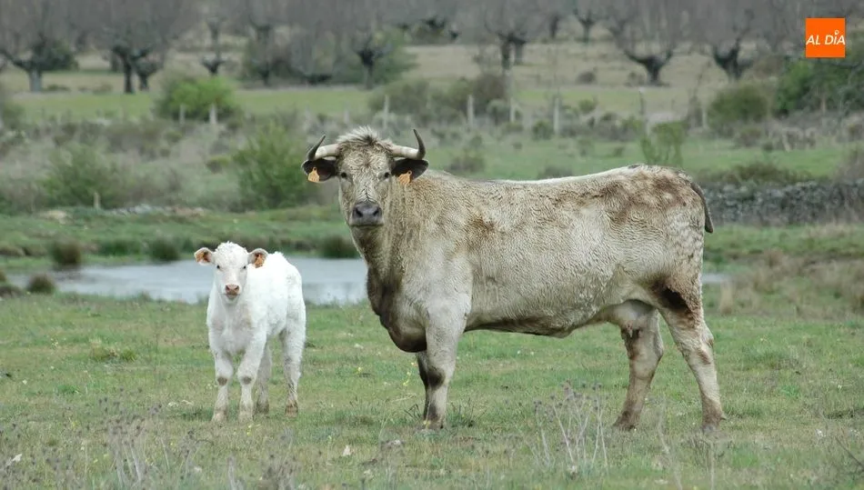 El vacuno de vida se mantiene fuerte a pesar de la proximidad de la primavera / CORRAL