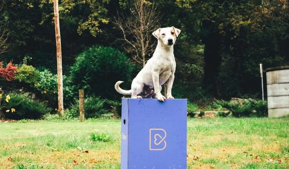 ¿Pueden las mascotas infectarse y contagiarnos el coronavirus?  