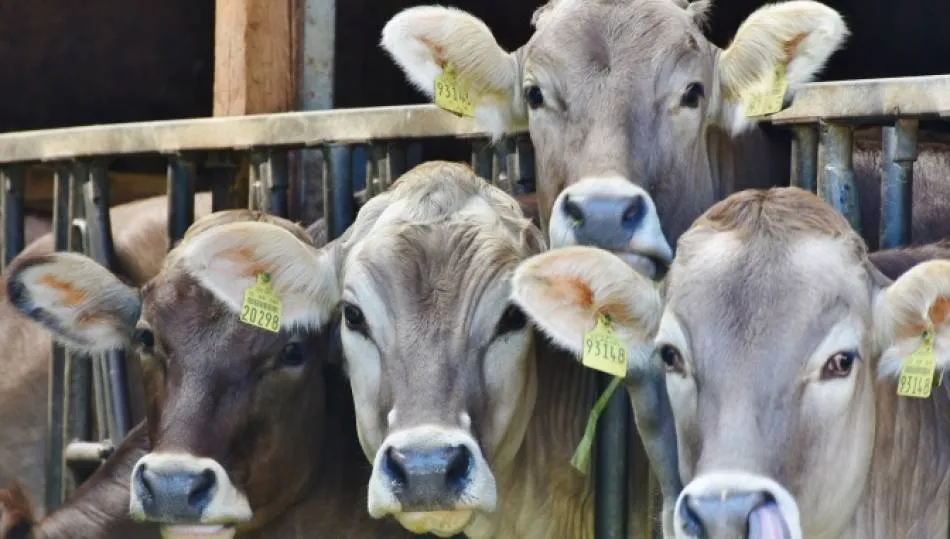 ASTRACE ha mostrado su oposición a la decisión de celebrar la lonja de este lunes a puerta cerrada / Archivo