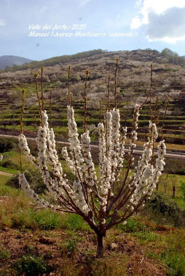 Foto 7 - Una visita por el Valle del Jerte para pasear estando en casa