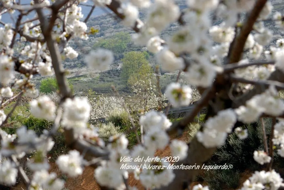 Foto 6 - Una visita por el Valle del Jerte para pasear estando en casa