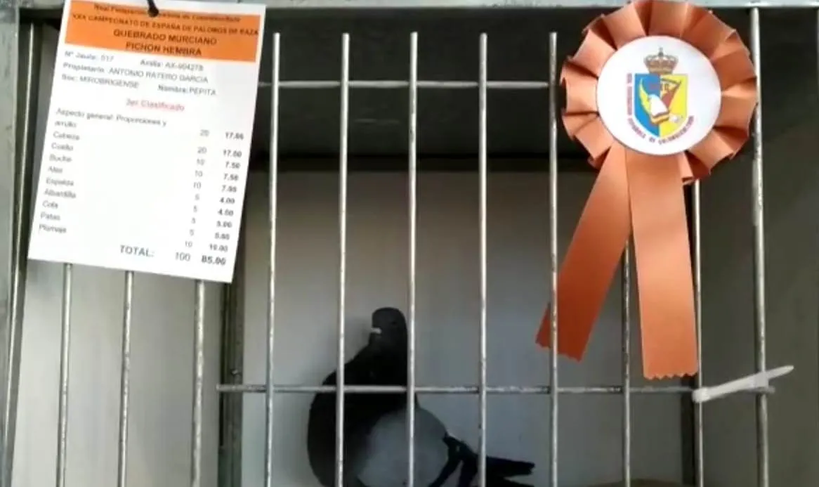 Foto 4 - Tres criadores mirobrigenses ganan premios en el Campeonato de Espa&ntilde;a de Palomos de Raza  