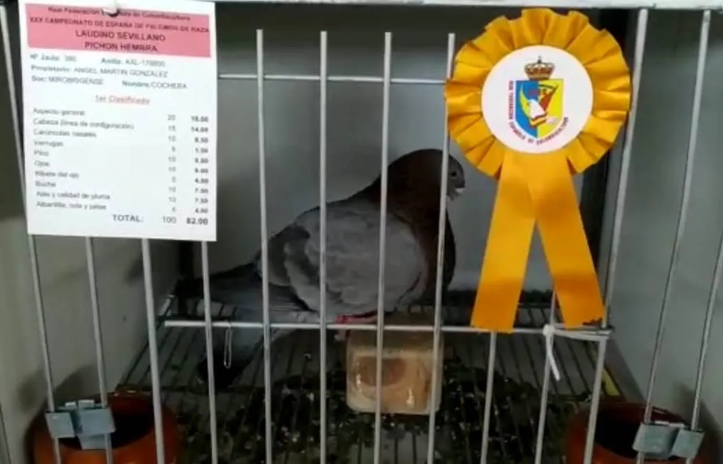 Foto 6 - Tres criadores mirobrigenses ganan premios en el Campeonato de Espa&ntilde;a de Palomos de Raza  