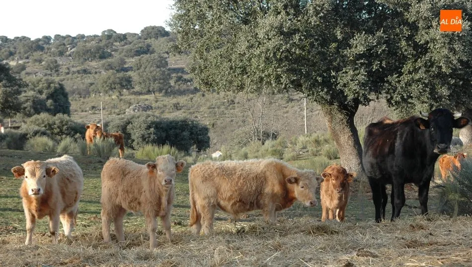 Los terneros se quedaron en casa por el coronavirus / CORRAL