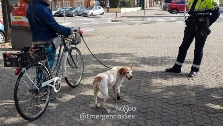Mujer denunciada en Sevilla por circular en bicicleta con su perro lesionado atado al manillar incumpliendo el decreto de estado de alarma. Foto de EMERGENCIAS SEVILLA