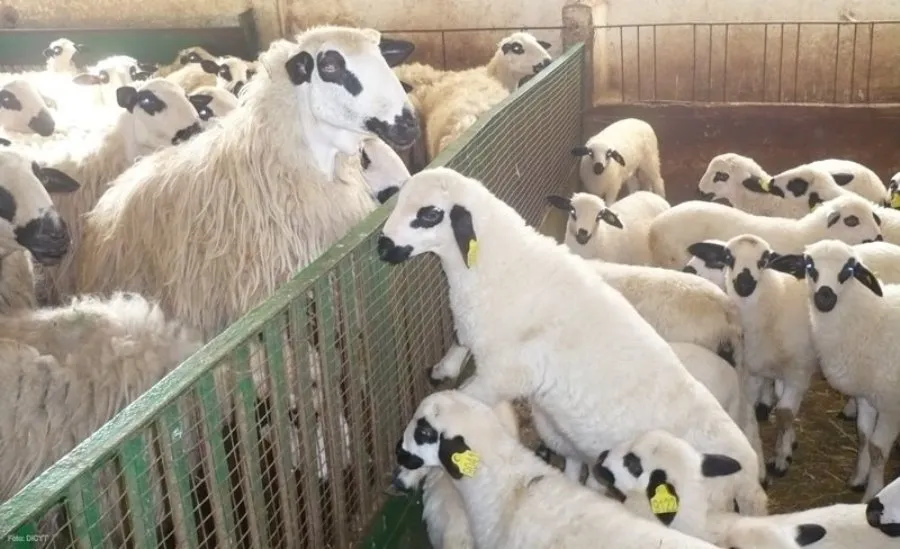 Las ayudas abonadas se habían solicitado en 2019