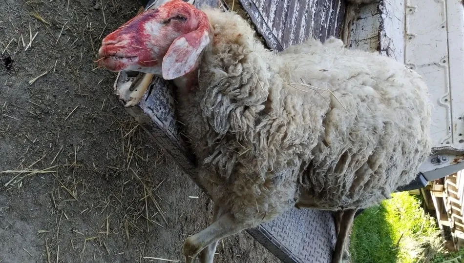 Con el de esta noche pasada son ya tres ataques en escasos días y 6 ovejas muertas