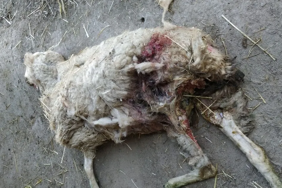 Foto 2 - Dos ovejas muertas y otras dos heridas en un ataque de c&aacute;nidos en La Zarza de Pumareda  