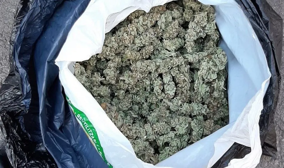 Marihuana intervenida en la avenida Malvarrosa - POLICÍA LOCAL DE VALÈNCIA