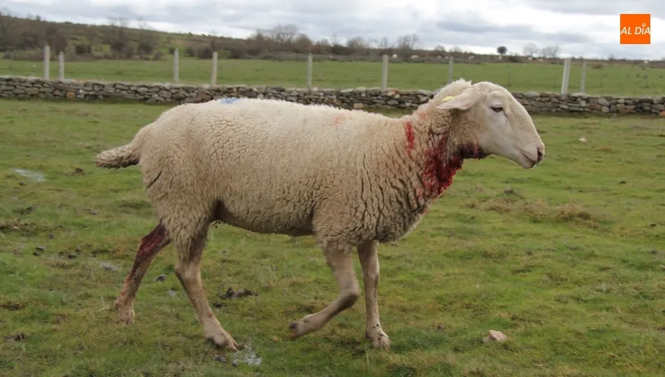 Además de las cinco bajas, también se han contabilizado dos ovejas heridas