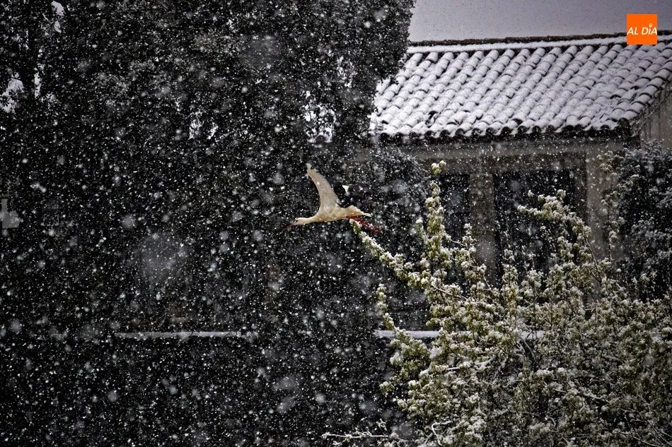 Foto 4 - Primavera nevada